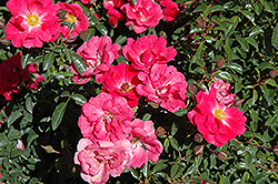 Flower Carpet Pink Supreme Rose (Rosa 'Flower Carpet Pink Supreme') at English Gardens