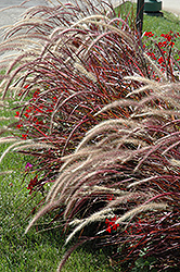 Fireworks Fountain Grass (Pennisetum setaceum 'Fireworks') at English Gardens