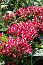 Butterfly Pink Star Flower (Pentas lanceolata 'Butterfly Pink') at English Gardens
