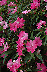 SunPatiens Vigorous Pink New Guinea Impatiens (Impatiens 'SunPatiens Vigorous Pink') at English Gardens