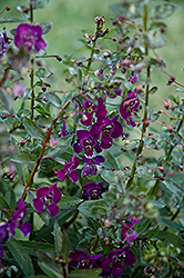 Angelface Dark Violet Angelonia (Angelonia angustifolia 'Angelface Dark Violet') at English Gardens