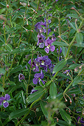 Angelface Dresden Blue Angelonia (Angelonia angustifolia 'ANWEDG116') at English Gardens