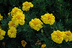 Durango Yellow Marigold (Tagetes patula 'Durango Yellow') at English Gardens