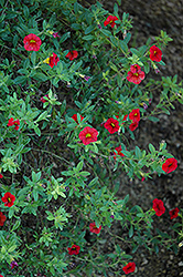 Superbells Scarlet Calibrachoa (Calibrachoa 'Superbells Scarlet') at English Gardens