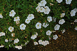 Superbells Trailing White Calibrachoa (Calibrachoa 'Superbells Trailing White') at English Gardens