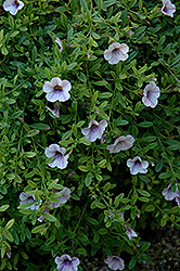 Superbells Trailing Lilac Mist Calibrachoa (Calibrachoa 'Superbells Trailing Lilac Mist') at English Gardens