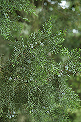 Keteleer Juniper (Juniperus chinensis 'Keteleeri') at English Gardens
