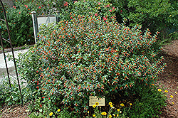 Firecracker Plant (Cuphea ignea) at English Gardens