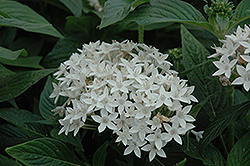 Butterfly White Star Flower (Pentas lanceolata 'Butterfly White') at English Gardens