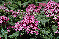 Butterfly Lavender Star Flower (Pentas lanceolata 'Butterfly Lavender') at English Gardens