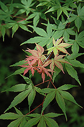 Iijima Sunago Japanese Maple (Acer palmatum 'Iijima Sunago') at English Gardens
