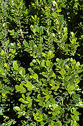Baby Gem Boxwood (Buxus microphylla 'Gregem') at English Gardens