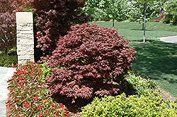 Rhode Island Red Japanese Maple (Acer palmatum 'Rhode Island Red') at English Gardens
