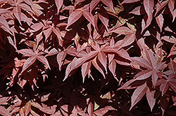 Rhode Island Red Japanese Maple (Acer palmatum 'Rhode Island Red') at English Gardens
