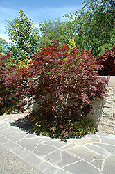 Sherwood Flame Japanese Maple (Acer palmatum 'Sherwood Flame') at English Gardens