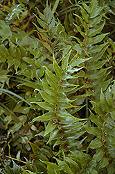 Beech Fern (Thelypteris decursive-pinnata) at English Gardens