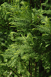 Lindsey's Skyward Bald Cypress (Taxodium distichum 'Skyward') at English Gardens