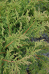 Fuzzball Siberian Carpet Cypress (Microbiota decussata 'Condavis') at English Gardens