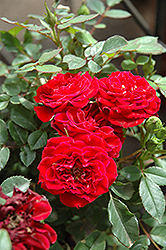 Red Sunblaze Rose (Rosa 'Meirutral') at English Gardens