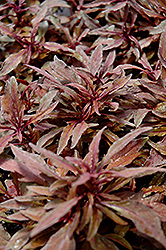 ColorBlaze Velvet Mocha Coleus (Solenostemon scutellarioides 'Velvet Mocha') at English Gardens