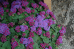 Artist Blue Violet Flossflower (Ageratum 'Artist Blue Violet') at English Gardens