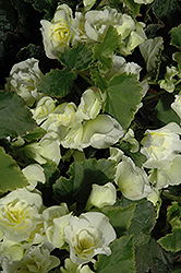 Glory White Begonia (Begonia x hiemalis 'Glory White') at English Gardens