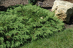 Russian Cypress (Microbiota decussata) at English Gardens