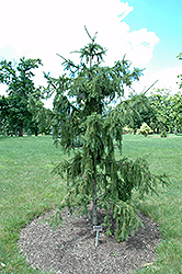 Red Tipped Norway Spruce (Picea abies 'Rubra Spicata') at English Gardens
