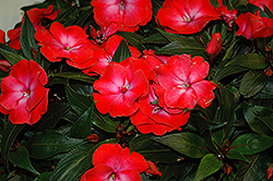 Infinity Electric Coral New Guinea Impatiens (Impatiens hawkeri 'Infinity Electric Coral') at English Gardens