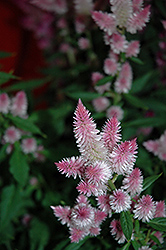Kelos Pink Celosia (Celosia 'Kelos Pink') at English Gardens