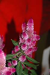 Kelos Purple Celosia (Celosia 'Kelos Purple') at English Gardens