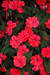 SunPatiens Compact Deep Rose New Guinea Impatiens (Impatiens 'SakimP017') at English Gardens