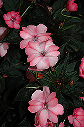 SunPatiens Compact Blush Pink New Guinea Impatiens (Impatiens 'SakimP013') at English Gardens