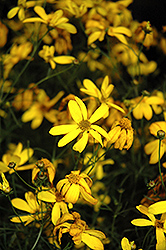 Electric Avenue Tickseed (Coreopsis verticillata 'Electric Avenue') at English Gardens