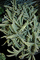 Platinum Blonde Lavender (Lavandula angustifolia 'Momparler') at English Gardens