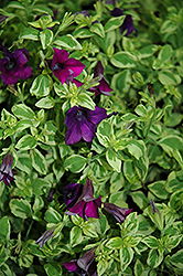 Surfinia Baby Purple Variegata Petunia (Petunia 'Surfinia Baby Purple Variegata') at English Gardens