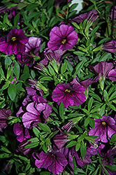 Cruze Violet Calibrachoa (Calibrachoa 'Cruze Violet') at English Gardens