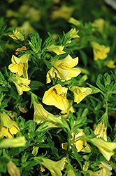 Cruze Yellow Calibrachoa (Calibrachoa 'Cruze Yellow') at English Gardens