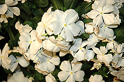 Cora White Vinca (Catharanthus roseus 'Cora White') at English Gardens