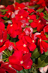 Cora Red Vinca (Catharanthus roseus 'Cora Red') at English Gardens