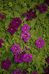 Surfinia Purple Majesty Petunia (Petunia 'Surfinia Purple Majesty') at English Gardens
