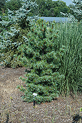 Ibo-Can Japanese White Pine (Pinus parviflora 'Ibo-Can') at English Gardens