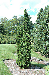 Degroot's Spire Arborvitae (Thuja occidentalis 'Degroot's Spire') at English Gardens