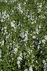 Angelface White Angelonia (Angelonia angustifolia 'Anwhitim') at English Gardens