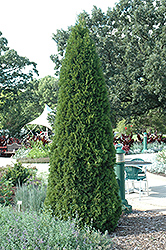 Emerald Green Arborvitae (Thuja occidentalis 'Smaragd') at English Gardens