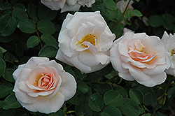 Pretty Lady Rose (Rosa 'SCRivo') at English Gardens