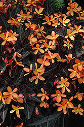 Sparks Will Fly Begonia (Begonia 'Sparks Will Fly') at English Gardens