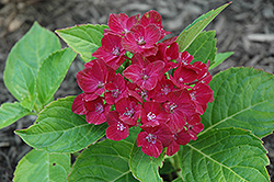 Red Sensation Hydrangea (Hydrangea macrophylla 'Red Sensation') at English Gardens