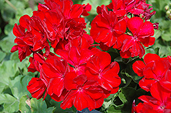 Boldly Dark Red Geranium (Pelargonium 'Boldly Dark Red') at English Gardens