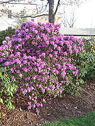 P.J.M. Regal Rhododendron (Rhododendron 'P.J.M. Regal') at English Gardens